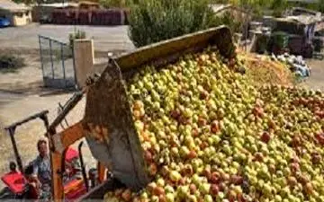 دپوی سیب درختی در کنارجاده‌های مهاباد + فیلم 