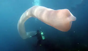 مواجه غواصان با موجود دریایی هشت متری + فیلم 