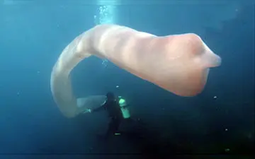 مواجه غواصان با موجود دریایی هشت متری + فیلم 