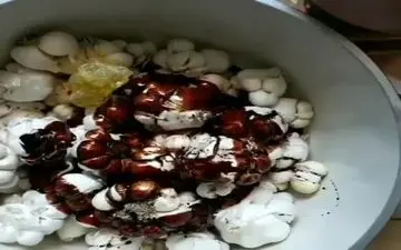 نحوه خوردن سیر طبق توصیه متخصصان تغذیه