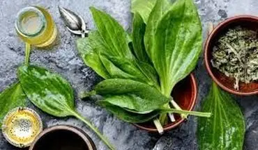 دمنوش بارهنگ مفید و مقوی برای لاغری و سرماخوردگی