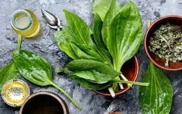 دمنوش بارهنگ مفید و مقوی برای لاغری و سرماخوردگی