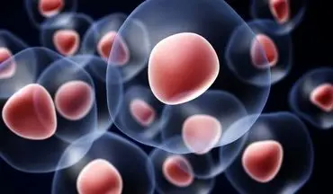 تاثیر سلول‌های بنیادی در درمان سرطان
