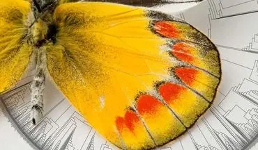 پروانه این حشره بسیار زیبا و چشم نواز چگونه بوجو آمده است؟|منشاء پیدایش پروانه‌ها کشف شد

