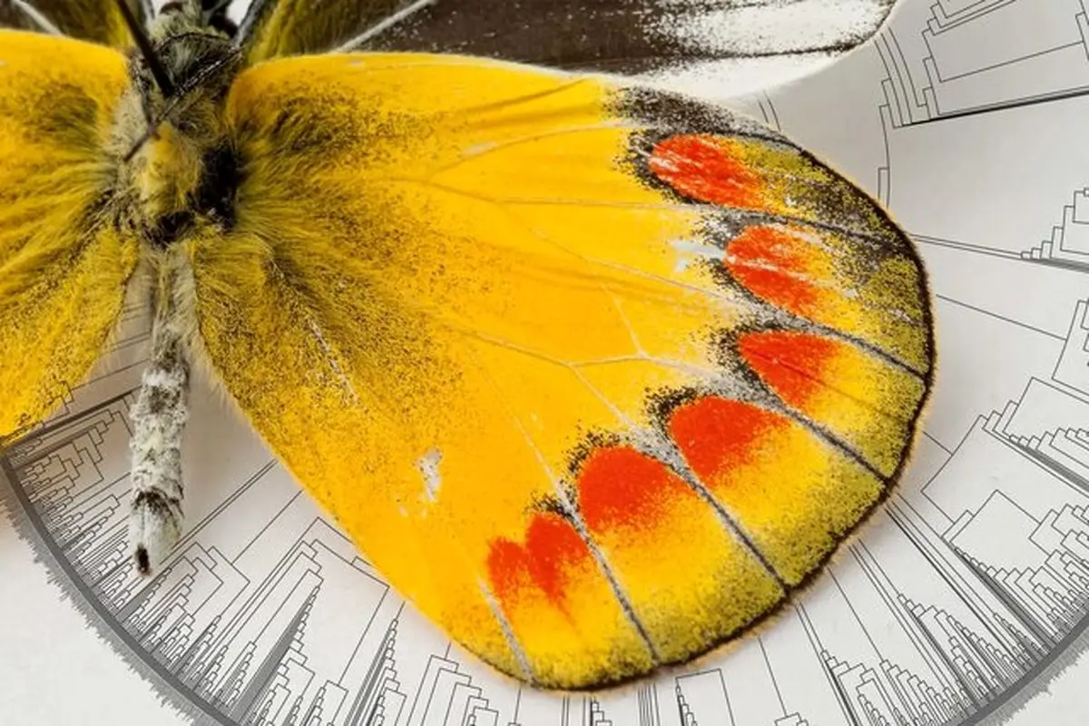 پروانه این حشره بسیار زیبا و چشم نواز چگونه بوجو آمده است؟|منشاء پیدایش پروانه‌ها کشف شد
