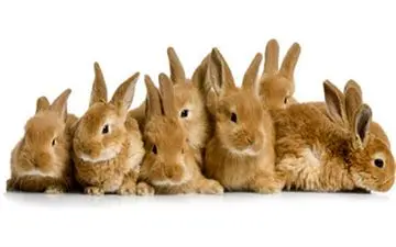 آیا مصرف گوشت خرگوش به عنوان غذای حلال مجاز است یا حرام؟