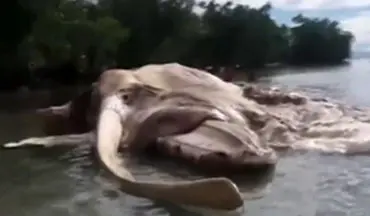 لاشه موجود عجیب عظیم‌الجثه در سواحل اندونزی + فیلم