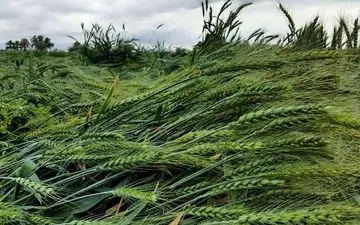 رئیس سازمان حفظ نباتات کشور: مبارزه با ملخ صحرایی در بیش از ۱۴۵ هزار هکتار انجام شد