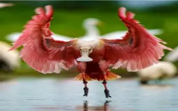  عکس منتخب نشنال جئوگرافیک | فرود