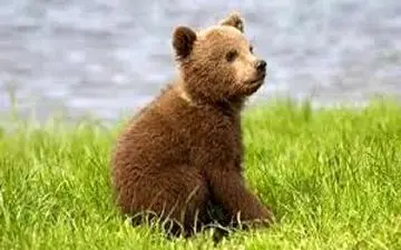 یک هفته گذشت ولی توله خرس پردیسان پیدا نشد! 