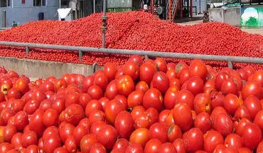 گوجه فرنگی رکورددار افزایش قیمت 