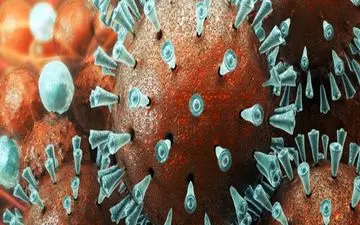 طغیان دوباره کرونا در کردستان/کرونا فعلا نمی‌میرد ولی می‌میراند