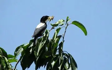 لانه گزینی سار صورتی در منطقه سرتخت شهرستان صحنه در کرمانشاه