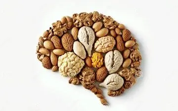 آجیل: سوخت مغز شما برای تقویت حافظه و تمرکز فوق‌العاده