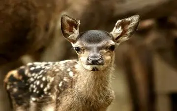 مشاهده گوساله مرال در جنگل هیرکانی + ویدئو