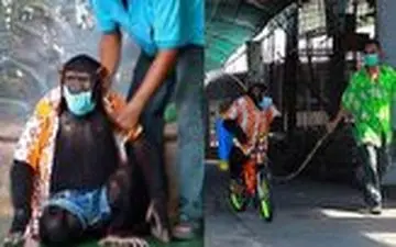 شامپانزه‌ها هم در ضدعفونی کردن باغ وحش شرکت کردند