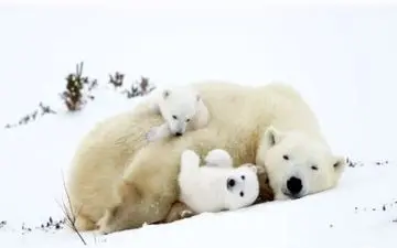 عکس منتخب نشنال جئوگرافیک | نزدیک به هم