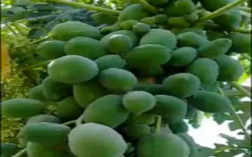 نمایی از باغات پاپایا و موز در منطقه زرآباد + فیلم 