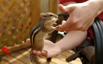  فروش قاچاقی سنجاب مقابل مترو تجریش