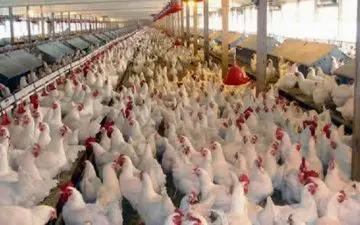 جریمه‌ میلیاردی عرضه خارج از شبکه مرغ در گیلانغرب
