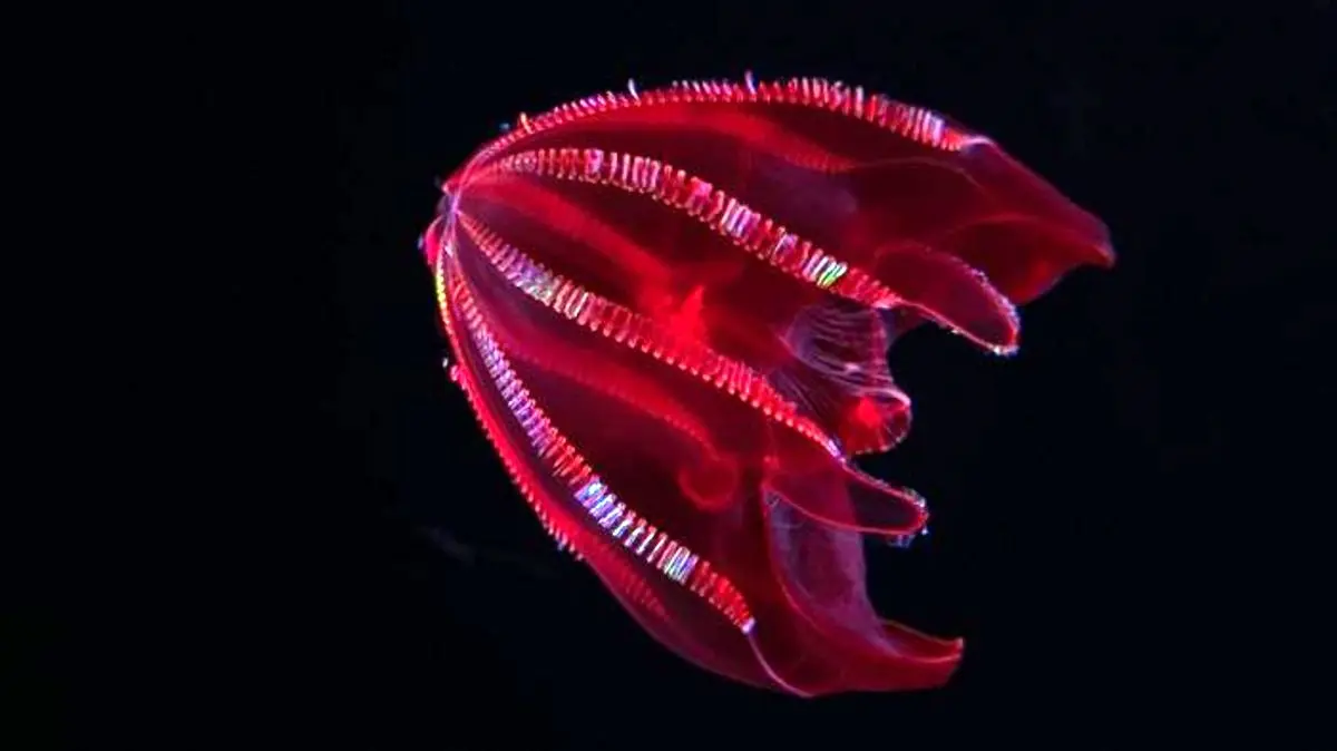 شانه دار / comb jelly