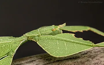 حشره‌ای با قدرت استتار فوق العاده 