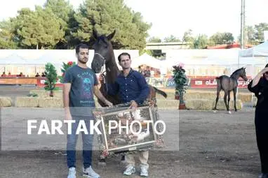  چهارمین جشنواره ملی زیبایی‌های اسب (تاق‌بستان)  جشنواره اسب اصیل کُرد
