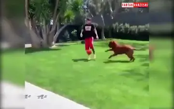 
خرس وسط بازی کردن مسی با بچه ها و سگش