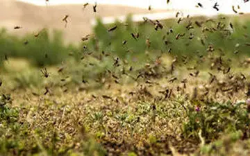 هجوم چند صد میلیونی ملخ های پرنده عربستانی به ایران
