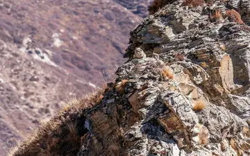 فکر میکنی تیز بینی؟ پلنگ های برفی رو در 10 ثانیه پیدا کن!