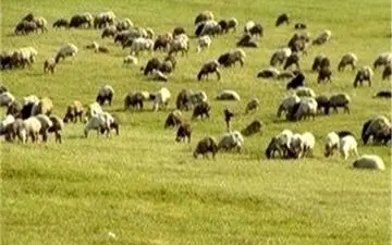 پیش‌بینی افزایش 30 درصدی پوشش گیاهی در مراتع چادگان