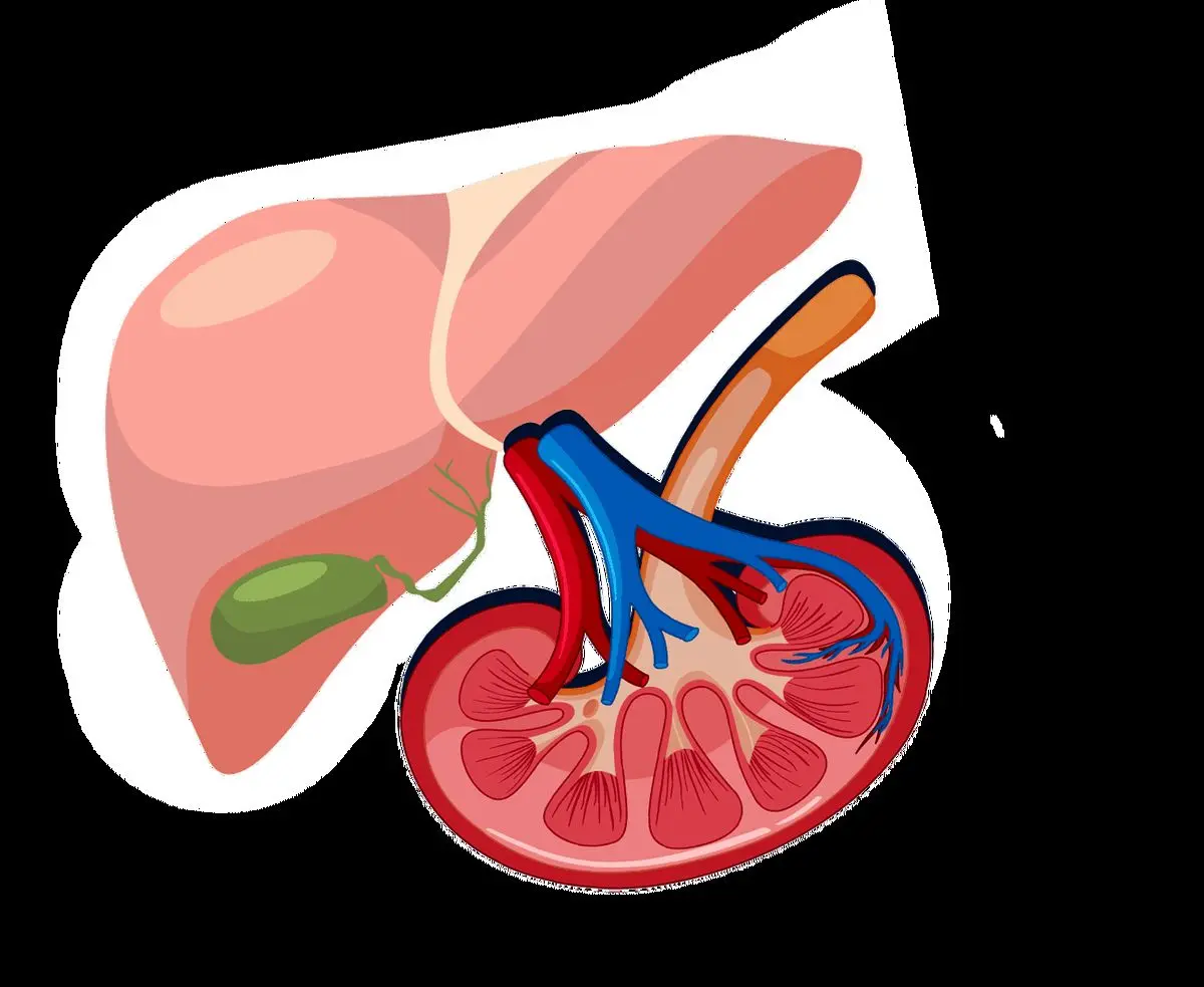 بیماران دیابتی به شدت مراقب سلامت کلیه هایشان باشند!