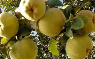  از خواص «میوه زیبایی» چه می دانید؟