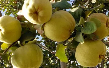  از خواص «میوه زیبایی» چه می دانید؟