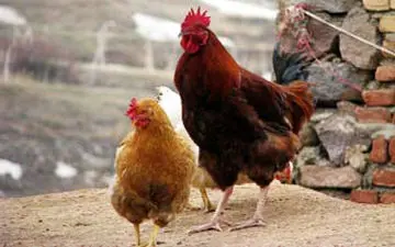 فیلم لحظه حیرت انگیز رها کردن هزاران مرغ و خروس از قفس، پس از 2 روز اسارت! + فیلم