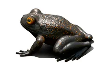 قدیمی ترین فسیل قورباغه کشف شد+فیلم