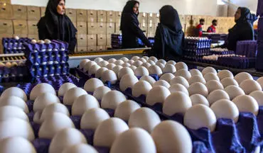قطعی برق؛ دلیل اصلی افزایش صادرات تخم مرغ
