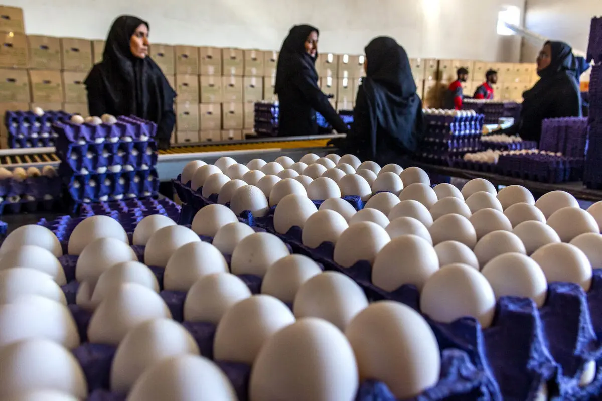 قطعی برق؛ دلیل اصلی افزایش صادرات تخم مرغ