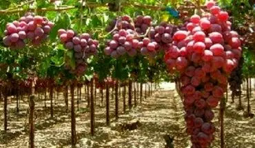 ‍ پرداخت تسهیلات به باغداران برای ایجاد باغ‌های انگور ایستاده و داربستی