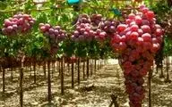 ‍ پرداخت تسهیلات به باغداران برای ایجاد باغ‌های انگور ایستاده و داربستی