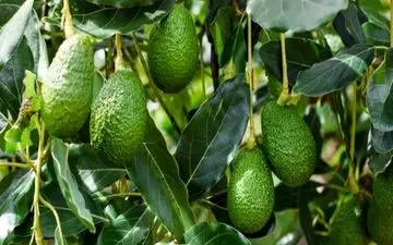 ماسک آووکادو برای پوست