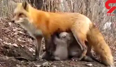 شیر دادن روباہ مادہ به توله خرس هایی که مادرشان شکار شده + فیلم 