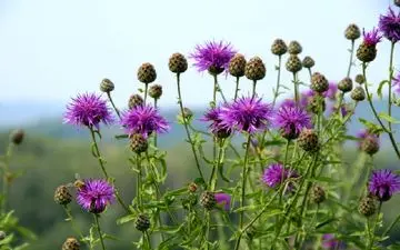 گیاهان طبیعی که به عنوان ضد پیری استفاده می شود