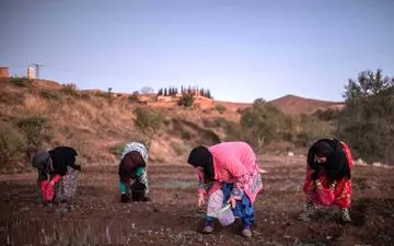 توسعه بازار کشاورزان با طرح «کشاورزی قراردادی»