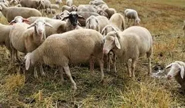 قیمت گوسفند در ایران 3 برابر کشورهای همسایه است!