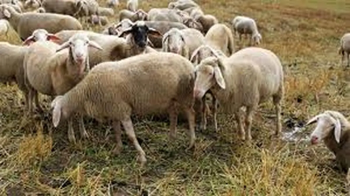 قیمت گوسفند در ایران 3 برابر کشورهای همسایه است!