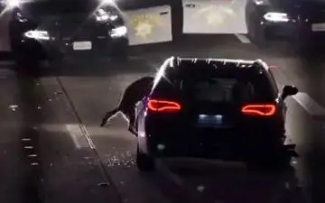 
دستگیری سارق خودرو توسط سگ پلیس + فیلم