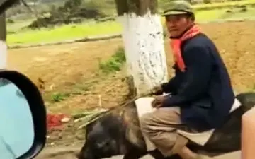 سواری گرفتن از خوک! + فیلم