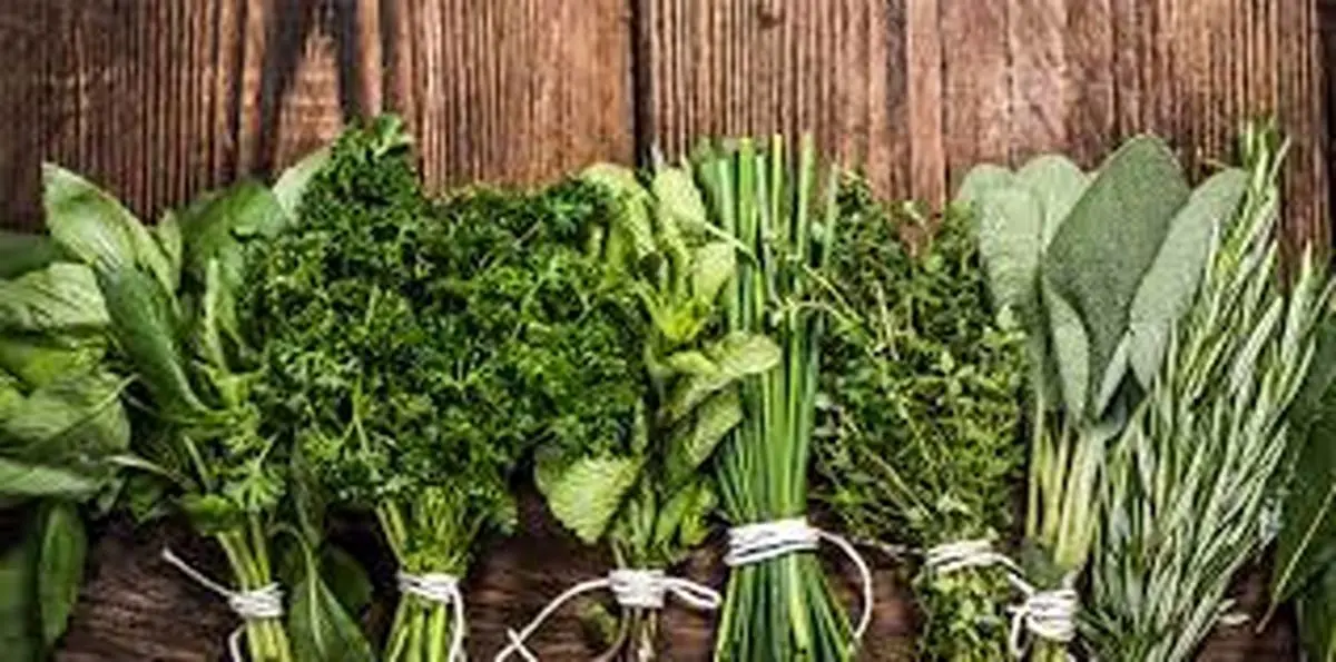 8 گیاه حیرت انگیز در بهبود سلامتی