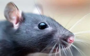 موش‌ها دختر نوجوان را در خواب جویدند